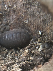 Porcellio scaber