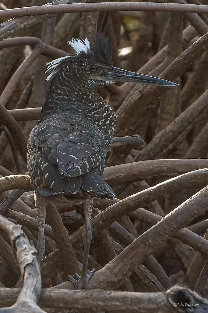 White-Crested Tiger Heron