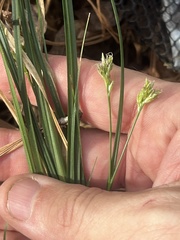 Carex floridana
