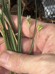 Carex floridana