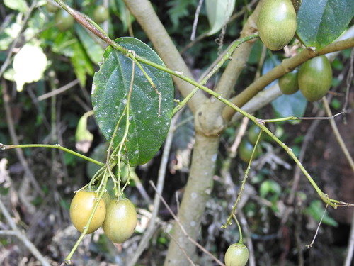 Foto de Tomatinho-do-mato