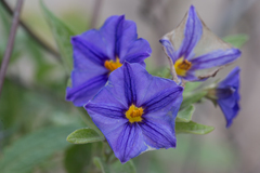 Lycianthes rantonnetii