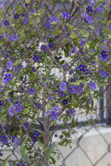 Lycianthes rantonnetii
