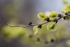 Ulmus minor