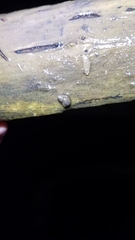 Pseudosuccinea columella