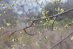 Ulmus minor