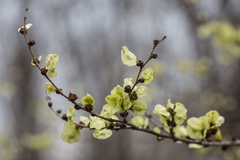 Ulmus minor