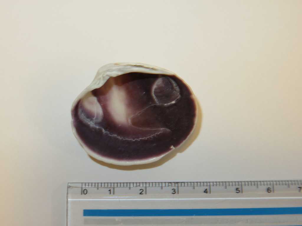 Saxidomus purpurata