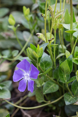 Vinca major