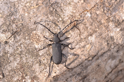 Ropalopus clavipes