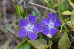 Vinca major