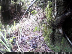 Turdus serranus