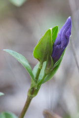 Vinca major
