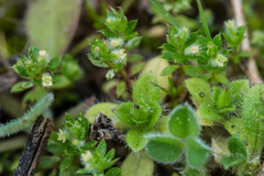 Galium murale
