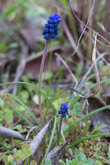 Muscari neglectum