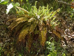 Polystichum imbricans