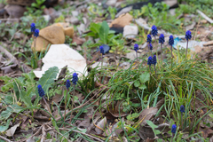 Muscari neglectum