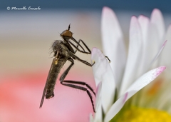 Empis woodi