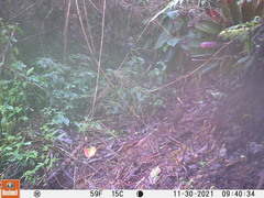 Turdus serranus