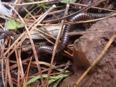 Pachyiulus asiaeminoris