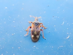 Anthocoris confusus