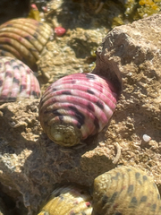 Nerita versicolor