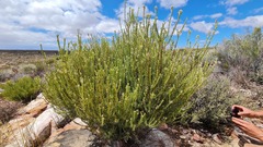 Phylica cryptandroides