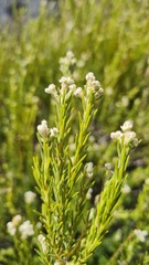 Phylica cryptandroides