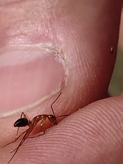 Camponotus inaequalis