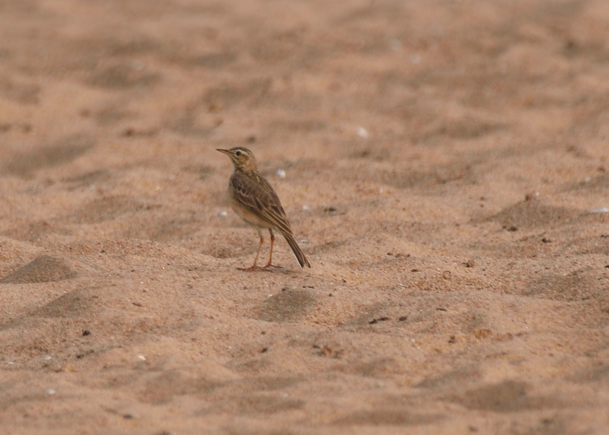 Paddyfield Pipit