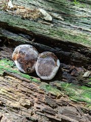 Camarops petersii