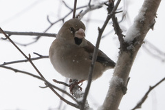 Coccothraustes coccothraustes