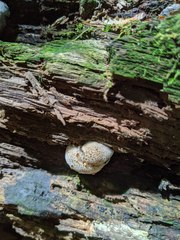Camarops petersii