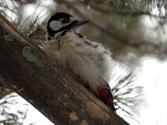 Dendrocopos major