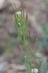 Cardamine hirsuta
