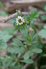 Cardamine hirsuta