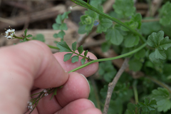 Cardamine hirsuta
