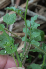 Cardamine hirsuta