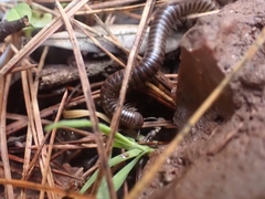 Pachyiulus asiaeminoris