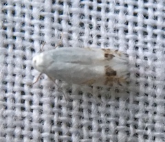Leucoptera laburnella