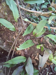 Pyrrosia lingua