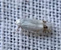 Leucoptera laburnella
