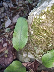 Pyrrosia lingua
