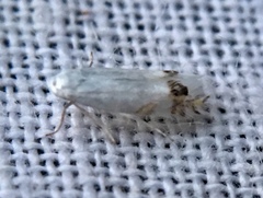 Leucoptera laburnella