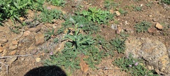 Cryptantha barbigera barbigera