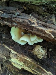 Hohenbuehelia angustata