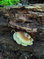 Hohenbuehelia angustata