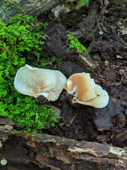 Hohenbuehelia angustata
