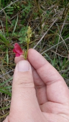 Tephrosia florida