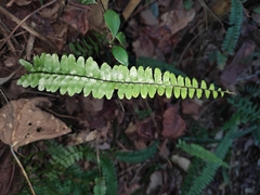 Asplenium normale